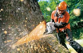 tree cutting harare